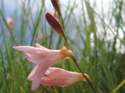 Tritonia disticha